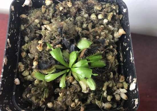 隐翅虫毒性超强