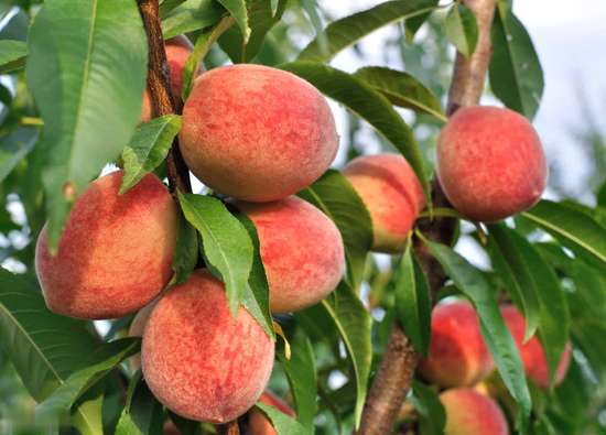 医生暗示多吃蔬菜