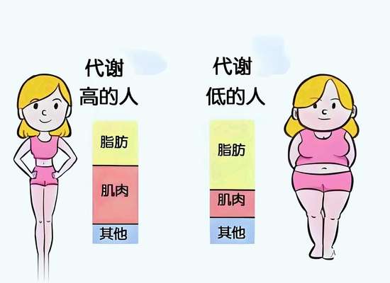 喝水能加快新陈代谢吗