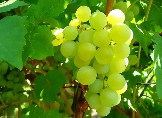 科学家研究糖吃多了容易得癌症