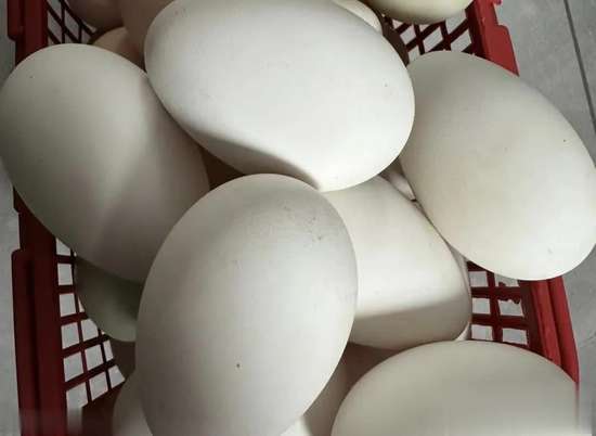 对心脏好的蛋类有哪些