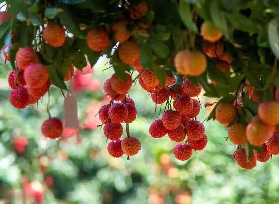 医生提醒少吃荔枝