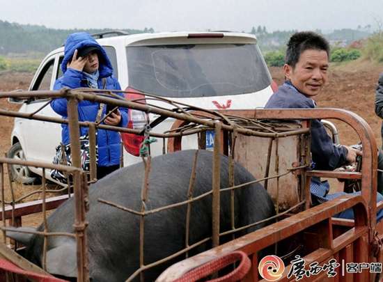年猪宴人间烟火
