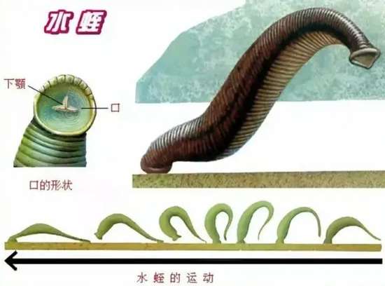 鸡吃了水蛭肠胃会被钻破吗