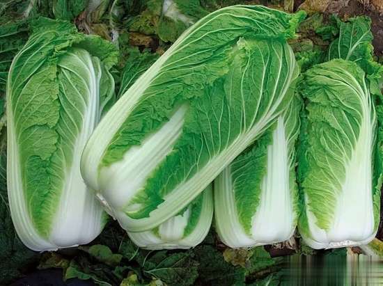 白菜馅和什么搭配好吃