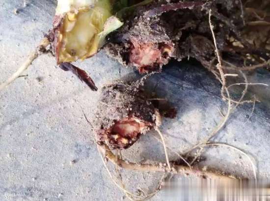 得了炭疽病怎么治