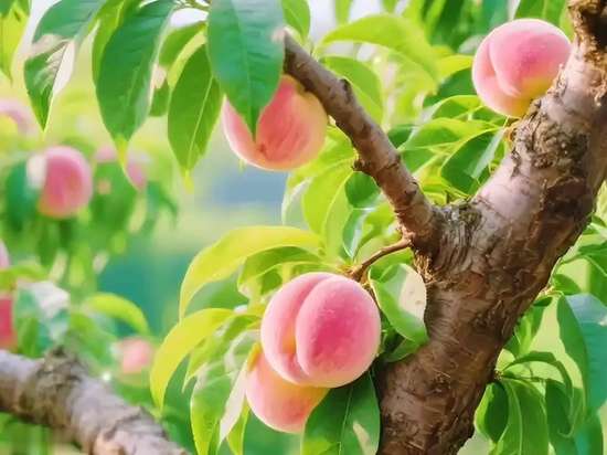 哪些水果适合肾结石患者吃