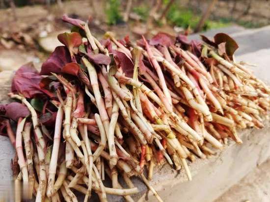 肾病的罪魁祸首是什么