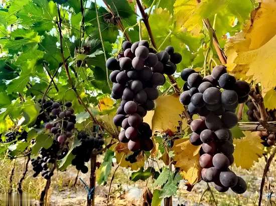 肿瘤患者吃香蕉有好处吗