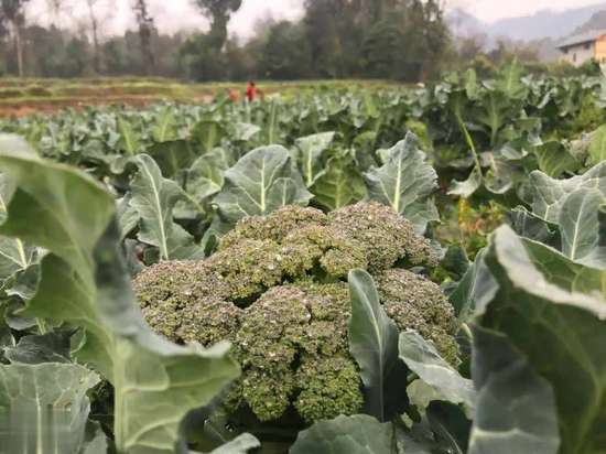 老年人必吃6种蔬菜