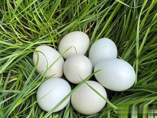 鸡蛋能天天吃吗