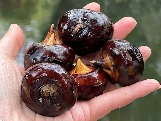 医生总是反复提醒吃柿子要多留心