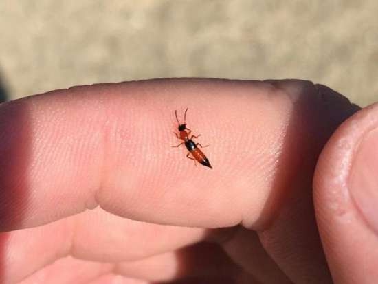 隐翅虫毒性超强