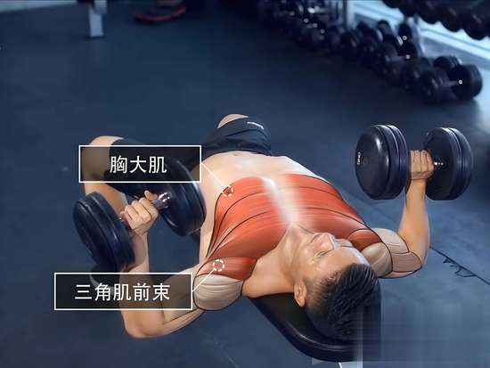 国家举重队训练视频