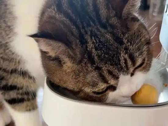 猫咪食谱大全及喂养方法