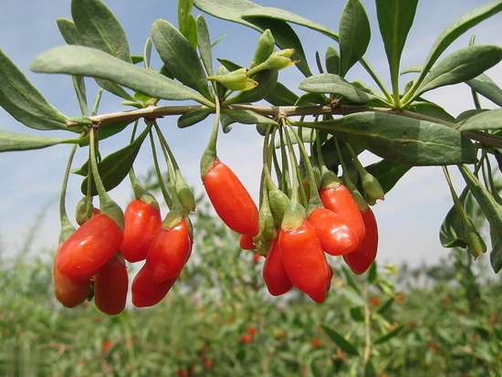 记住三种常备药