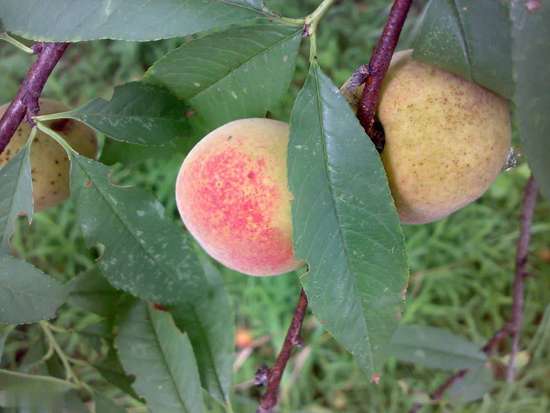 医生暗示多吃蔬菜