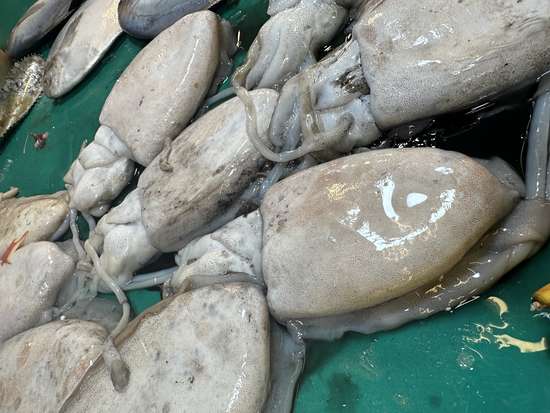 章鱼乌贼鱿鱼还在傻傻分不清吗