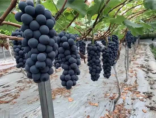 老医生高血糖讲解视频