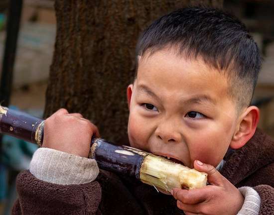 甘蔗长得慢是什么原因