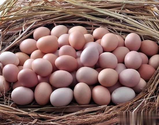 鸡蛋能天天吃吗