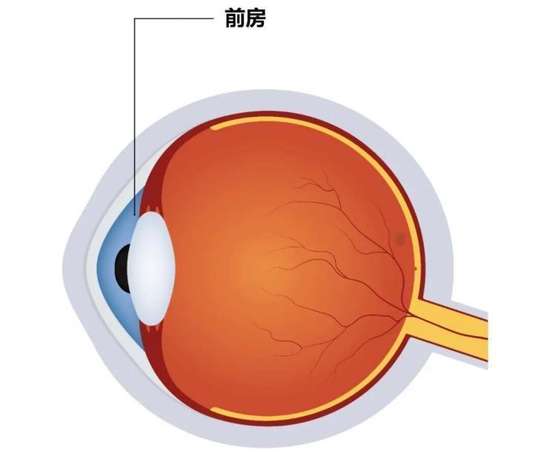 你的眼睛能起什么作用