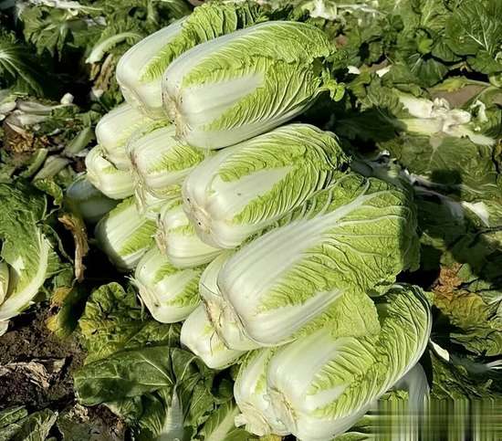 白菜馅和什么搭配好吃