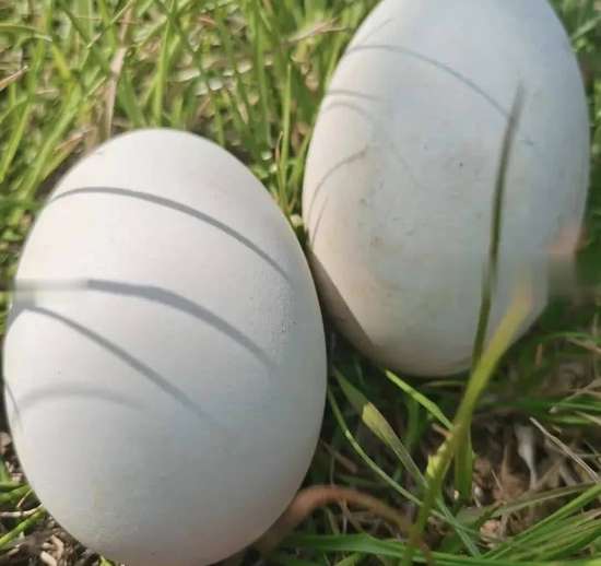 对心脏好的蛋类有哪些