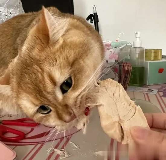 猫咪食谱大全及喂养方法