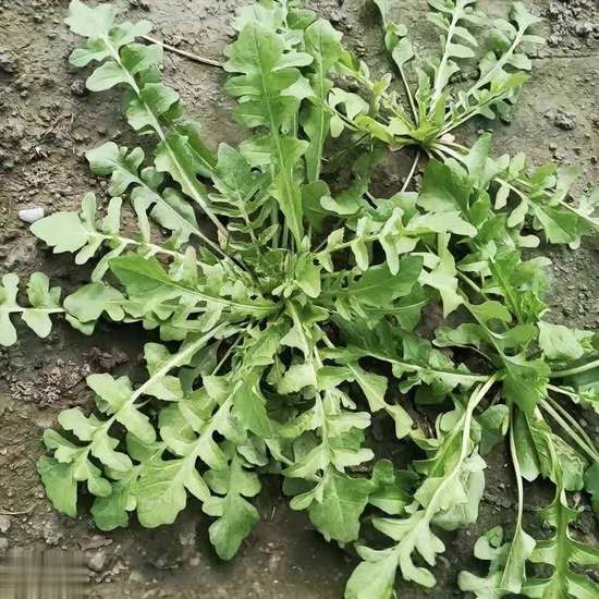 千万不要喝的十种牛奶