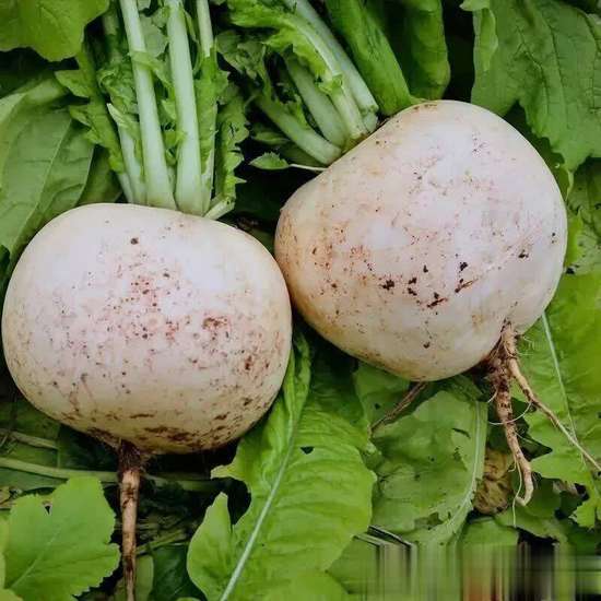 深冬最经典十句话