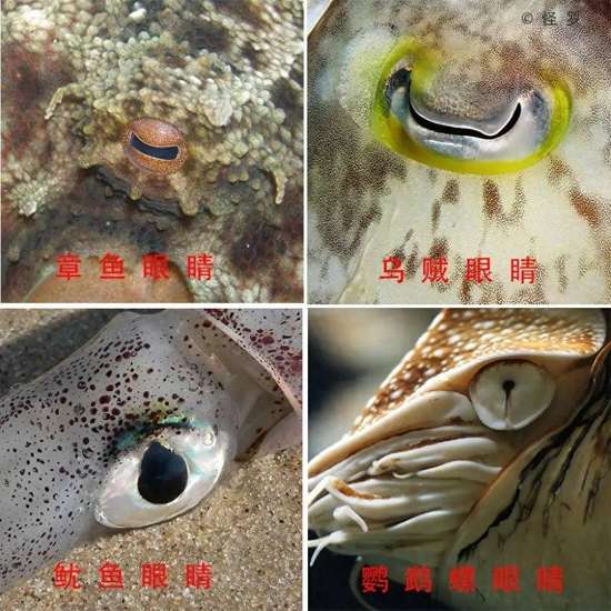 章鱼眼睛是什么颜色