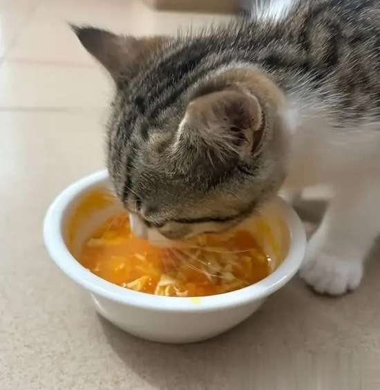 猫咪食谱大全及喂养方法