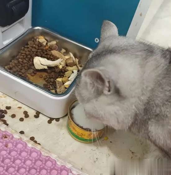 猫咪食谱大全及喂养方法