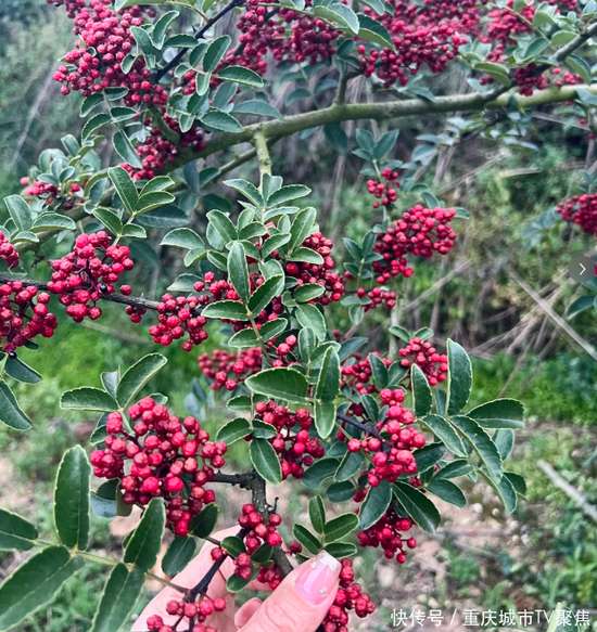 花椒炒盐怎么炒