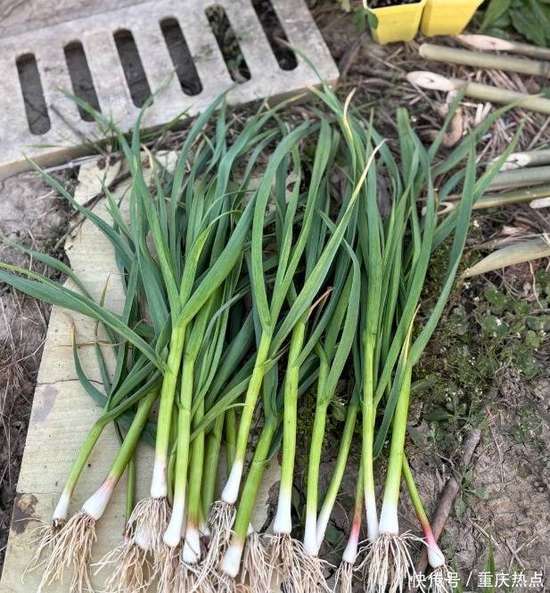 蒜苗是高嘌呤