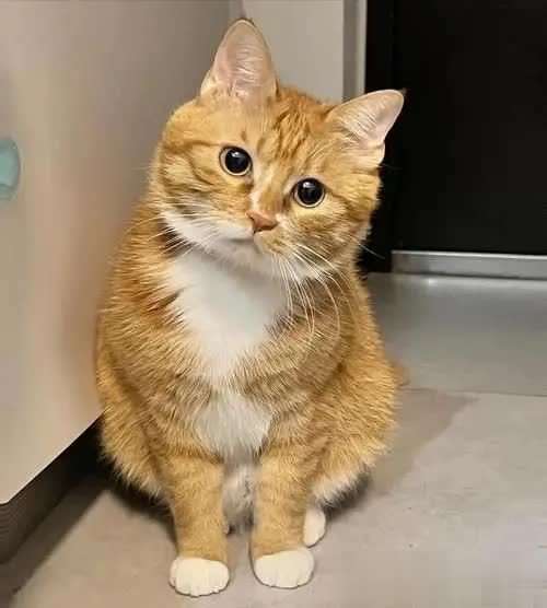 猫咪食谱大全及喂养方法