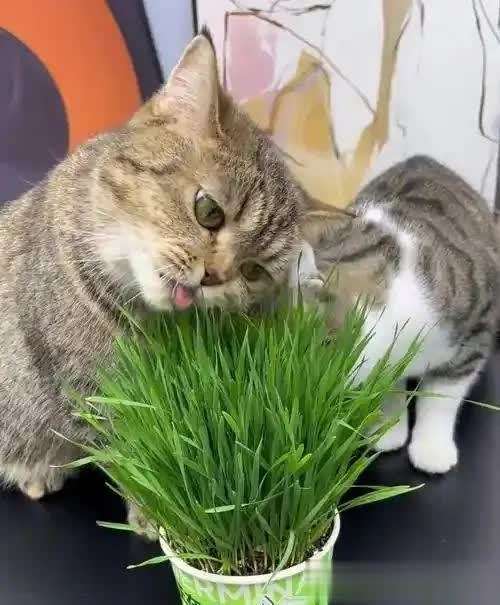 猫咪食谱大全及喂养方法