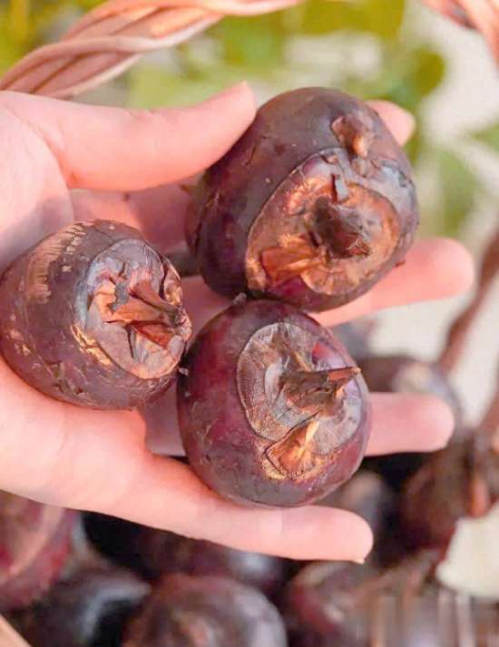 冬燥克星桑叶苦瓜茶