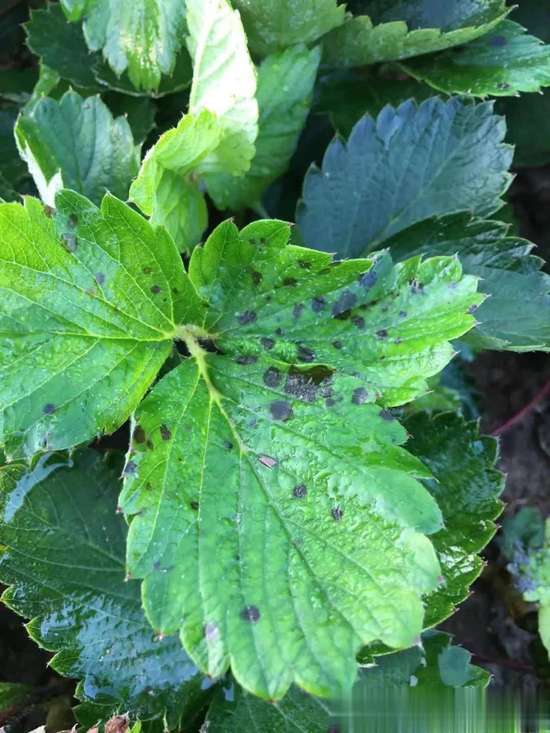 得了炭疽病怎么治