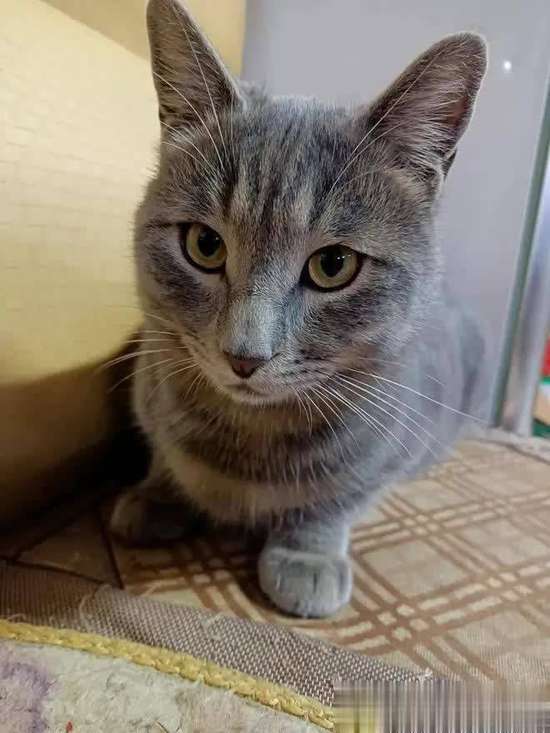 猫咪食谱大全及喂养方法