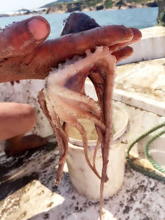 章鱼乌贼鱿鱼还在傻傻分不清吗