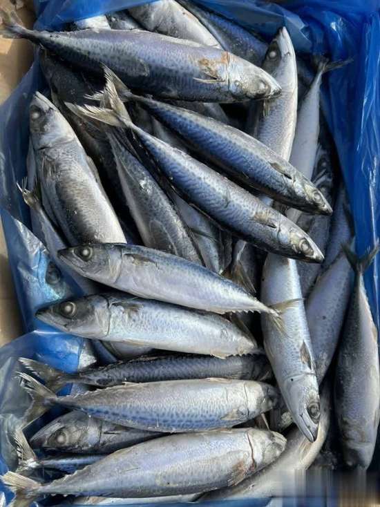 寒冬只吃鱼肉能扛过去吗