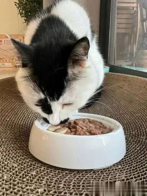 猫咪食谱大全及喂养方法