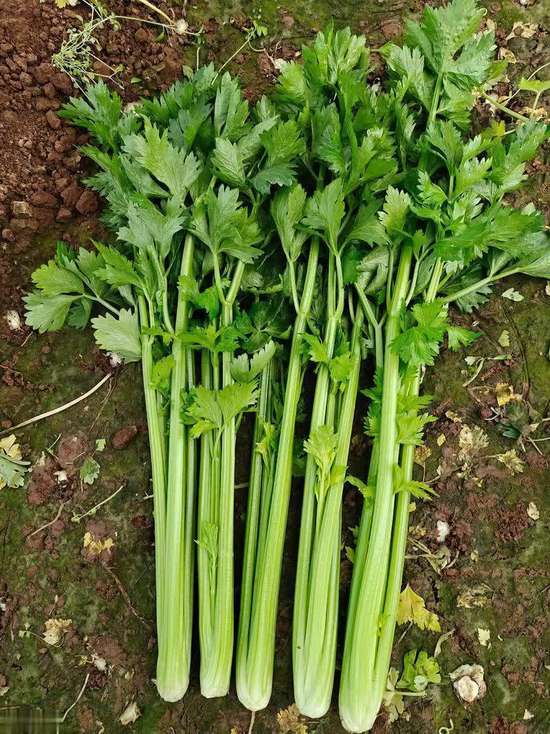 高血脂能吃生菜吗