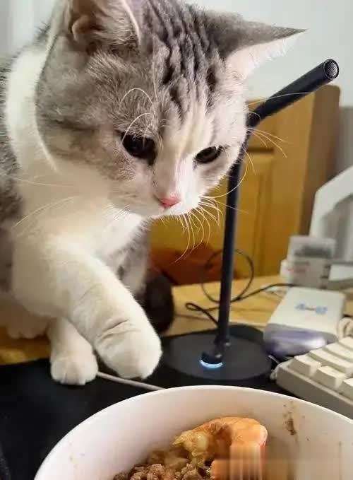 猫咪食谱大全及喂养方法