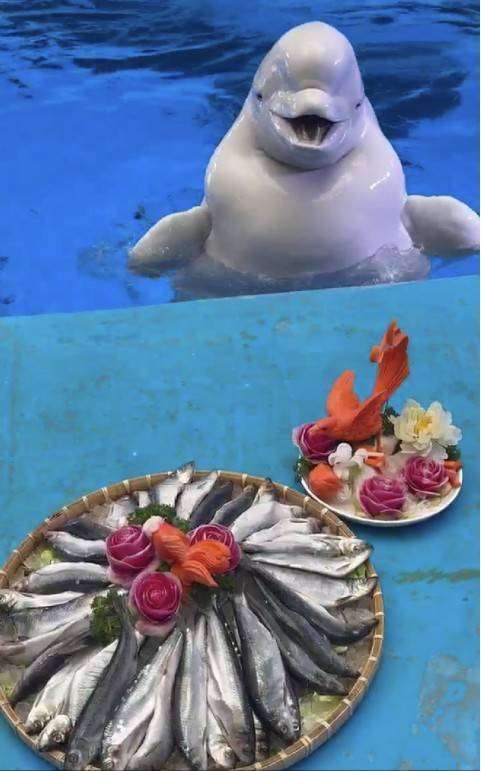 成都极地海洋馆门票价格