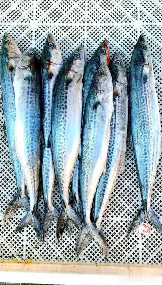 寒冬只吃鱼肉能扛过去吗