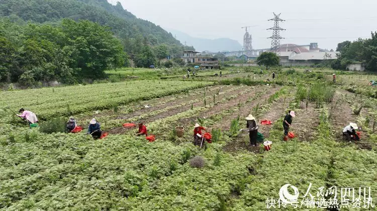 川穹（川穹的功效主治归经）