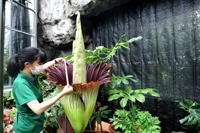 世界上有没有食人花（世界上到底有没有食人花的存在）